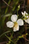 White meadowbeauty